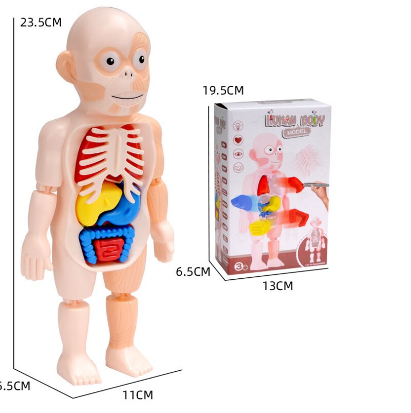 Brinquedo Educativo - Boneco Anatomia do Corpo Humano