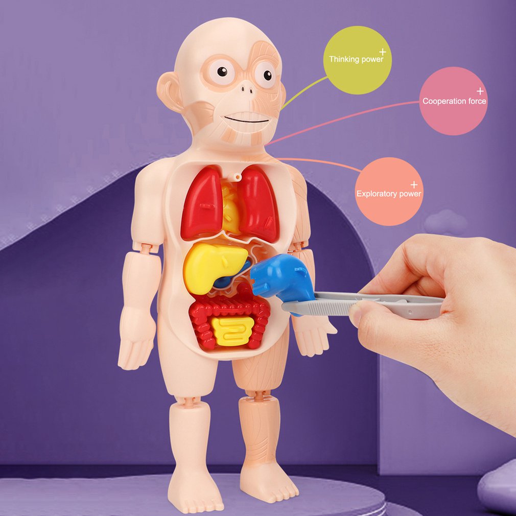 Brinquedo Educativo - Boneco Anatomia do Corpo Humano