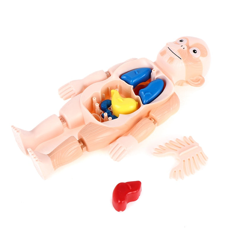 Brinquedo Educativo - Boneco Anatomia do Corpo Humano