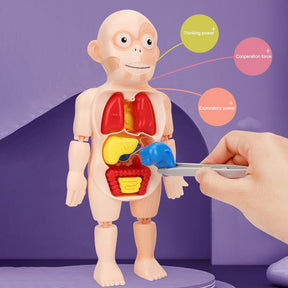 Brinquedo Educativo - Boneco Anatomia do Corpo Humano