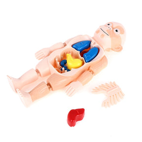 Brinquedo Educativo - Boneco Anatomia do Corpo Humano